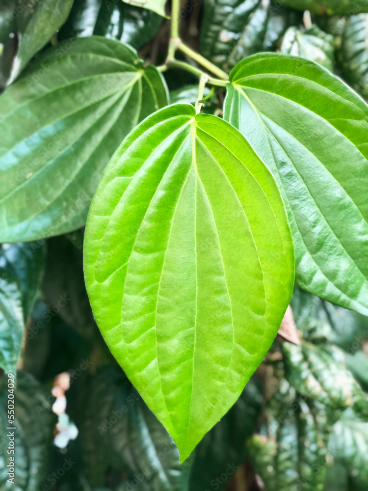 Betel Leaf, Sinhala Avurudu, Sinhala, Sri Lanka, Bulath Stock Photo