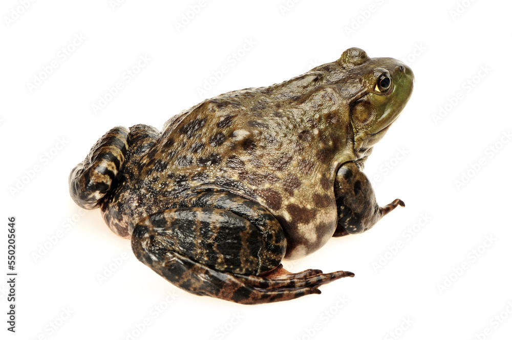 Bullfrog, Rana catesbeiana, against white background, studio shot Bullfrog, Rana catesbeiana, against white background, studio shot