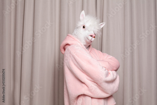Person with lama head standing sideways on studio wall background photo