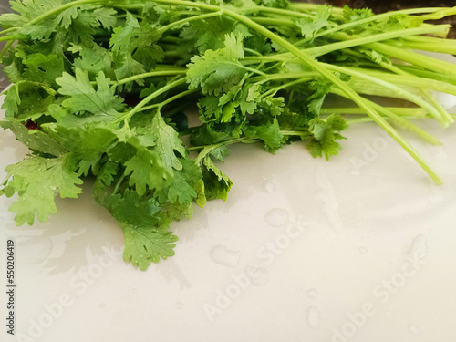 Fresh harvested Coriander leaves (Coriandrum sativum) or Pakchee on the white cutting board.