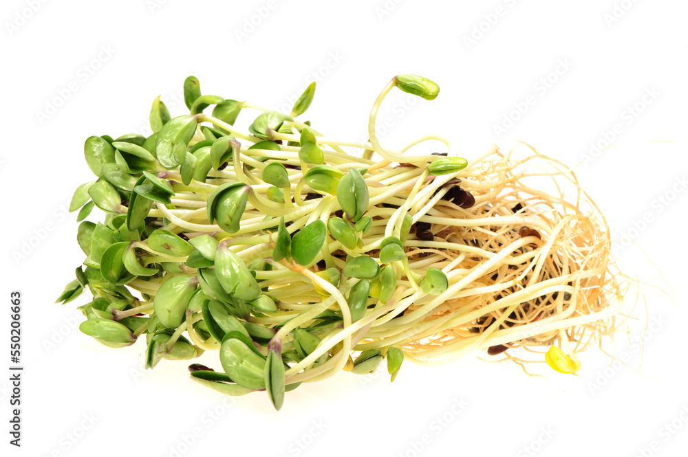 Black bean sprouts on white background Black bean sprouts on white background