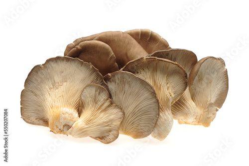 oyster mushroom on white background