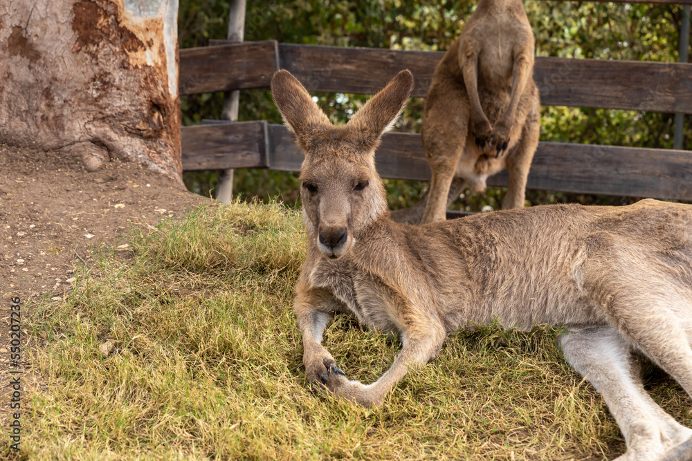 Kangaroos rest on the grass during the day in Gan Guru kangaroo park in Kibutz Nir David in the north of Israel Kangaroos rest on the grass during the day in Gan Guru kangaroo park in Kibutz Nir David in the north of Israel