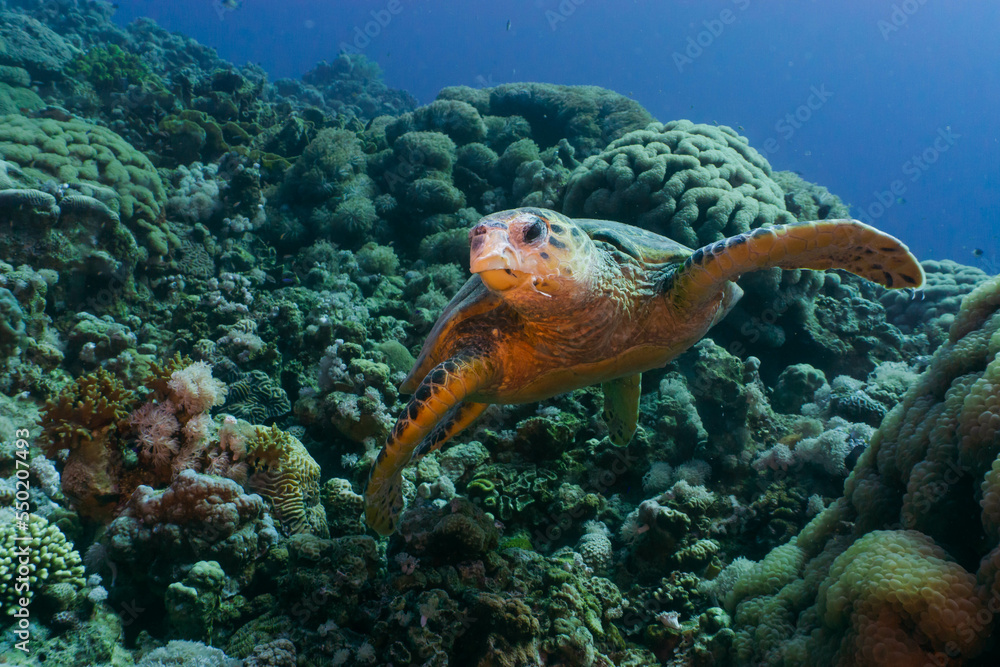 Obraz premium Hawksbill sea turtle feeding on corals. Red sea, Aqaba, Jordan.