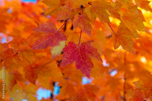 Red and yellow maple leaves during autumn 