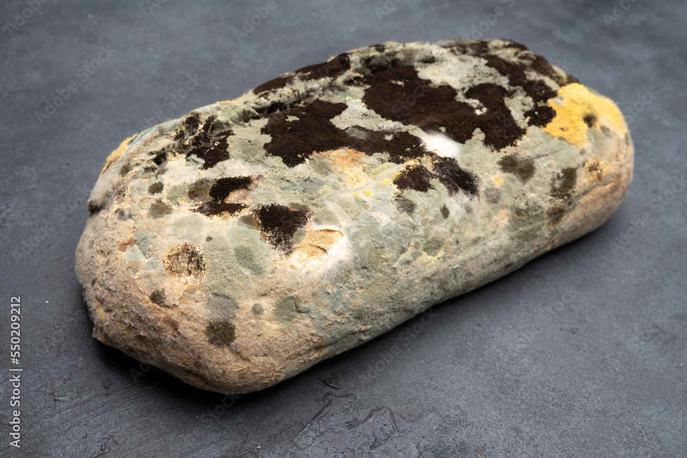 moldy bread moldy bread