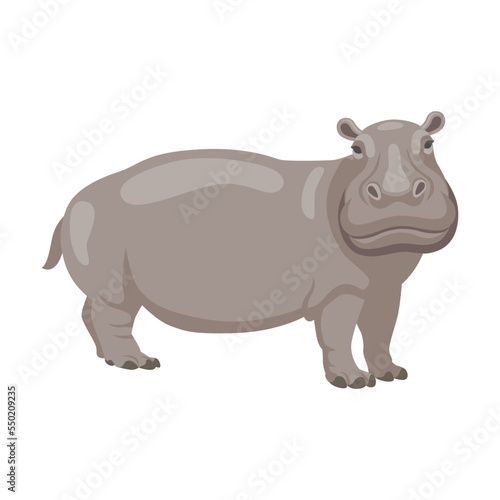 Hippo activity cartoon illustration. African animal standing on white background in zoo