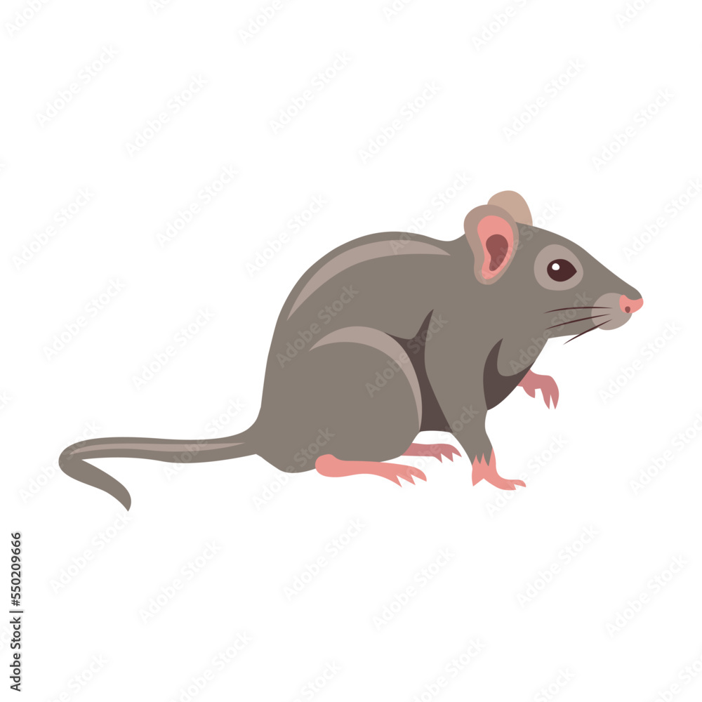 Rat cartoon illustration. Little house mice or rat character with long tail isolated on white background