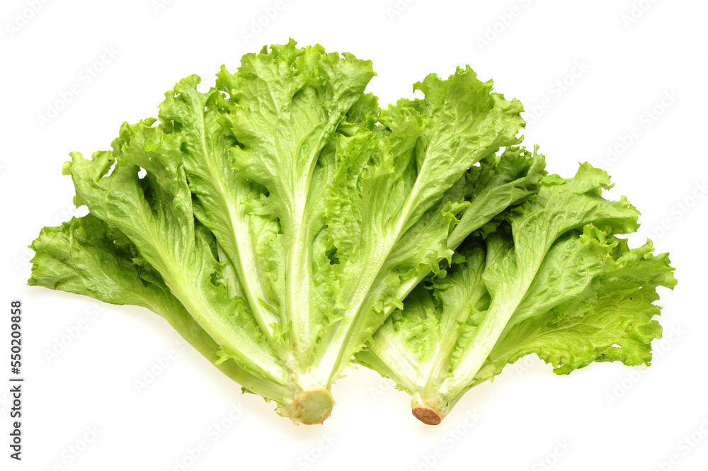 Fresh lettuce on white background Fresh lettuce on white background