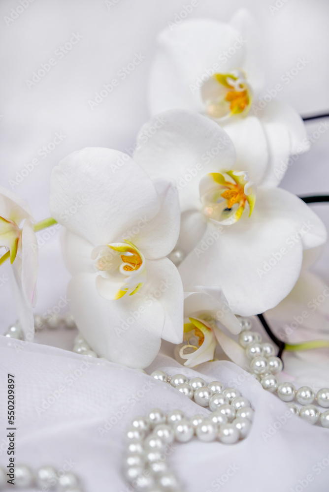 The branch of white orchids on white fabric background
The branch of white orchids on white fabric background