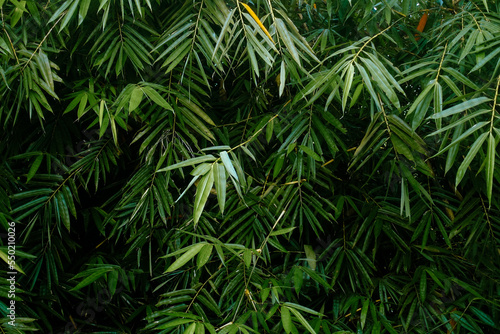 green bamboo leaf background