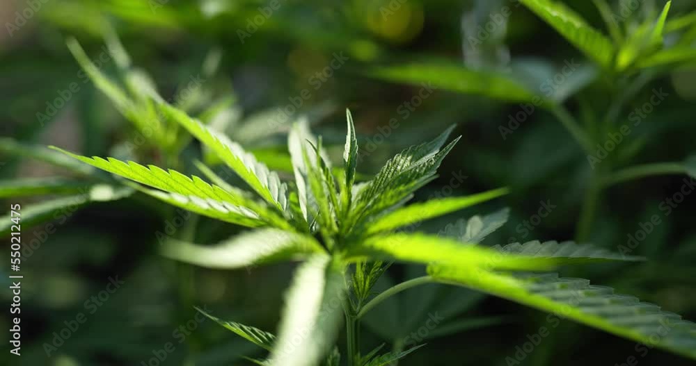 Handheld zoom in, Close up shot, cannabis or Marijuana leave moving with the wind and sunlight, Shallow depth of field and blurred background. Handheld zoom in, Close up shot, cannabis or Marijuana leave moving with the wind and sunlight, Shallow depth of field and blurred background.
