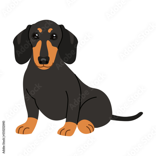 Sitting dachshund cartoon illustration. Black dog sitting, lying, standing on white background. Pet, domestic animal