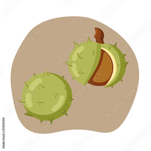 Chestnut fruits, inside and outside with peels and nut, flat vector illustration, isolated items.