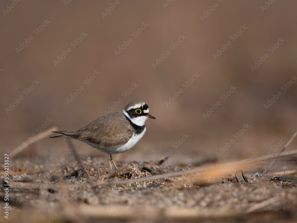 Little Ringed Plover Little Ringed Plover