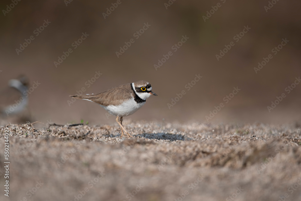 Little Ringed Plover Little Ringed Plover
