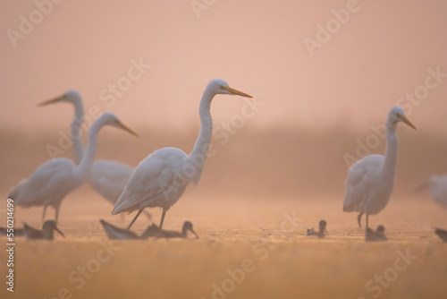 Flock of birds in misty morning