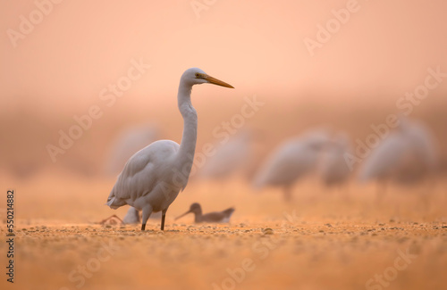 Great Egret in Sunrise  © tahir
