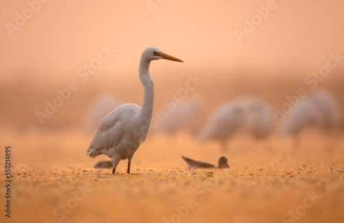 Great White Heron in Misty Morning © tahir