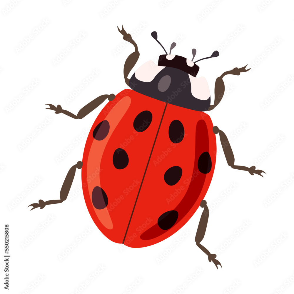 Obraz premium Ladybug Insect on white background cartoon illustration. Lady bug, beetle, grub, cockroach, roach, ant, butterfly