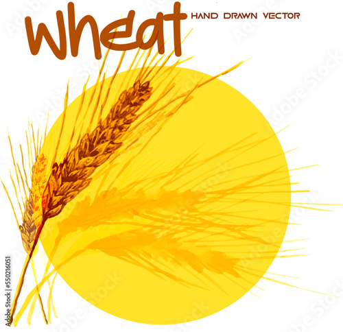 wheat watercolor style vector drawing