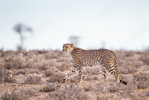 Cheetah Male walking along the riverbed in the Kgalagadi Transfrontier Park, South Africa	