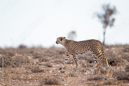 Cheetah Male walking along the riverbed in the Kgalagadi Transfrontier Park, South Africa	