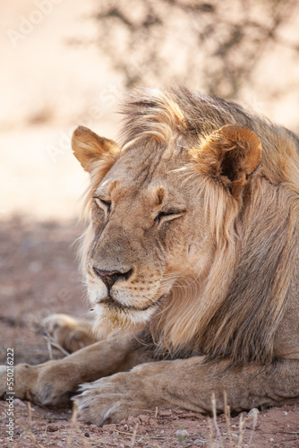 Young black-maned lions at a water hole in the Kalahari in South Africa 