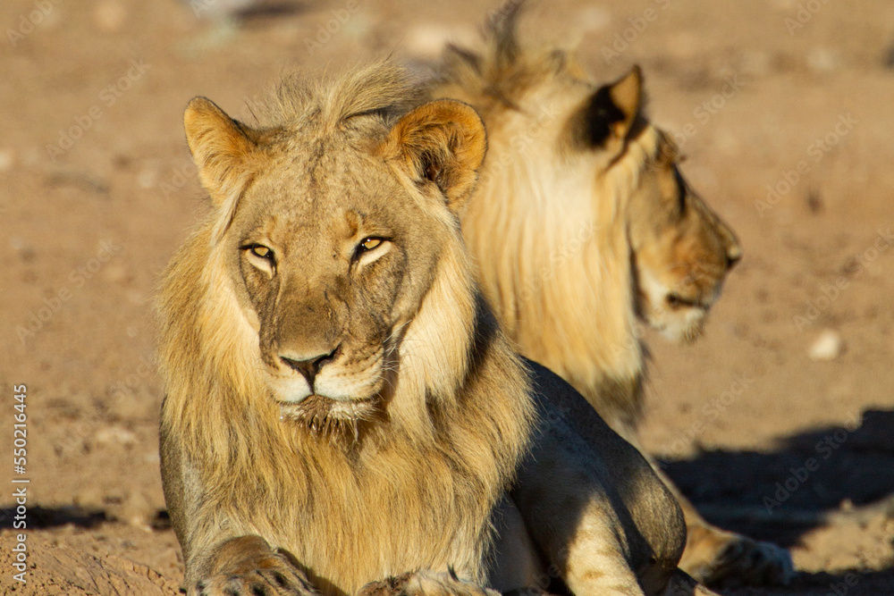 Obraz premium Young black-maned lions drinking and resting at a waterhole in the Kgalagadi, South Africa