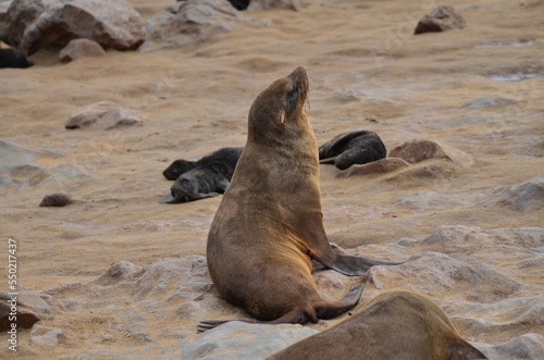 cape cross lazy Seal reserve Namibia Africa 