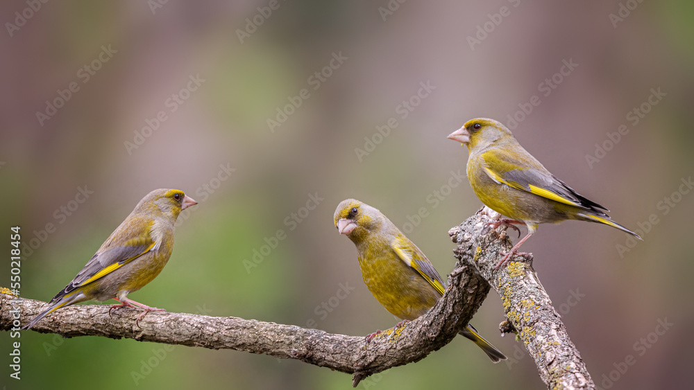 Fototapeta premium European greenfinch