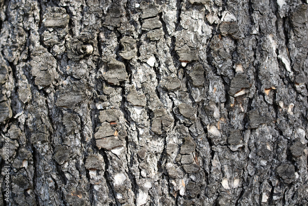 Blue atlas cedar tree bark detail Blue atlas cedar tree bark detail