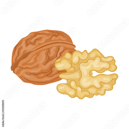Nuts of Walnut vector illustration. Almond, hazelnut, pistachio, cashew, sunflower seeds, peanut, walnut isolated on white