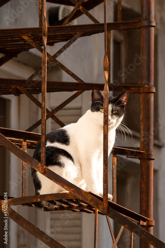 Cat sitting on the metal staircase