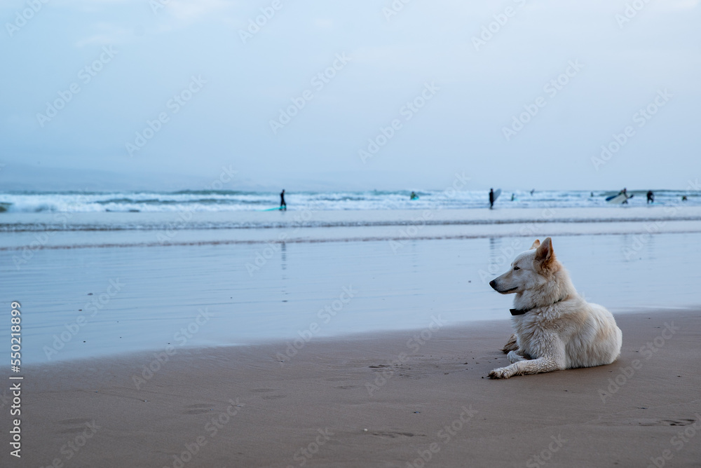 Portrait of a white husky dog on the beach waiting for his owner returning after a surf session at Imsouane, Morocco