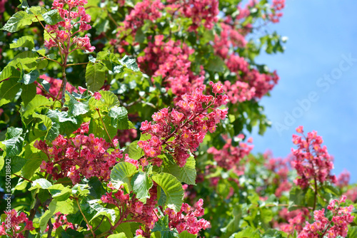Red horse chestnut tree with flowers