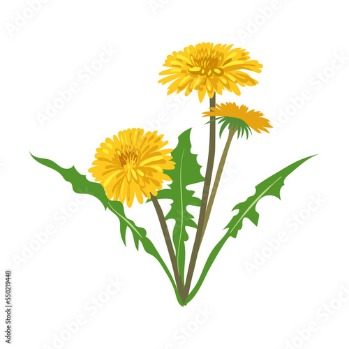 Field yellow dandelion flower vector illustration. Meadow flower, yellow dandelion isolated on white background