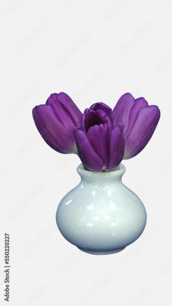 custom made wallpaper toronto digitalTime lapse of opening three beautiful purple Tulips in a vase isolated on white background, vertical orientation