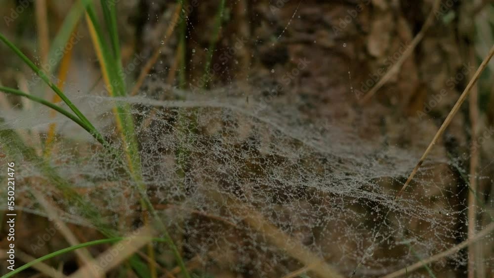 Trapping spider web covered with morning dew, placed in meadow between stalks, misty day on an autumn meadow, closeup shot moving slowly in a calm wind Trapping spider web covered with morning dew, placed in meadow between stalks, misty day on an autumn meadow, closeup shot moving slowly in a calm wind