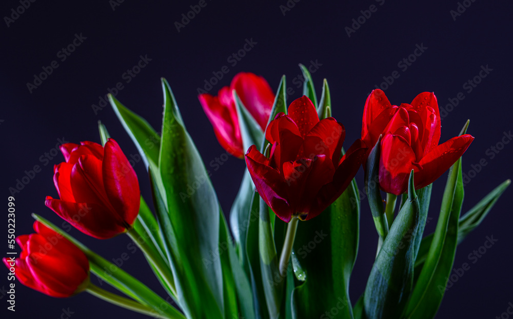 colorful tulips flowers colorful tulips flowers