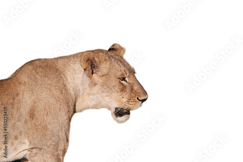 Side view image of female lion roaring isolated over white background