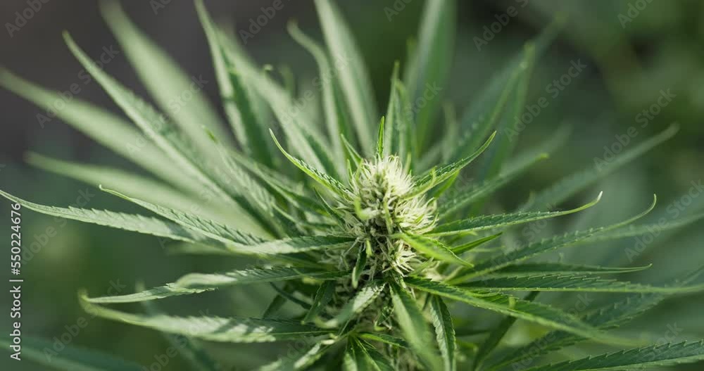 Handheld top view Close up shot, cannabis or Marijuana leave and flower moving with the wind and sunlight, Shallow depth of field and blurred background. Handheld top view Close up shot, cannabis or Marijuana leave and flower moving with the wind and sunlight, Shallow depth of field and blurred background.