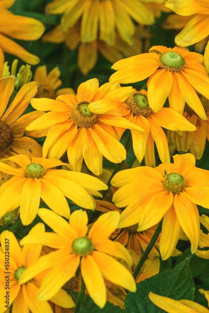 Yellow daisy flowers in the back yard Yellow daisy flowers in the back yard