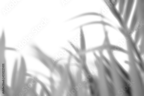 blurred black tropical palm leaf with shadow on transparent background png file