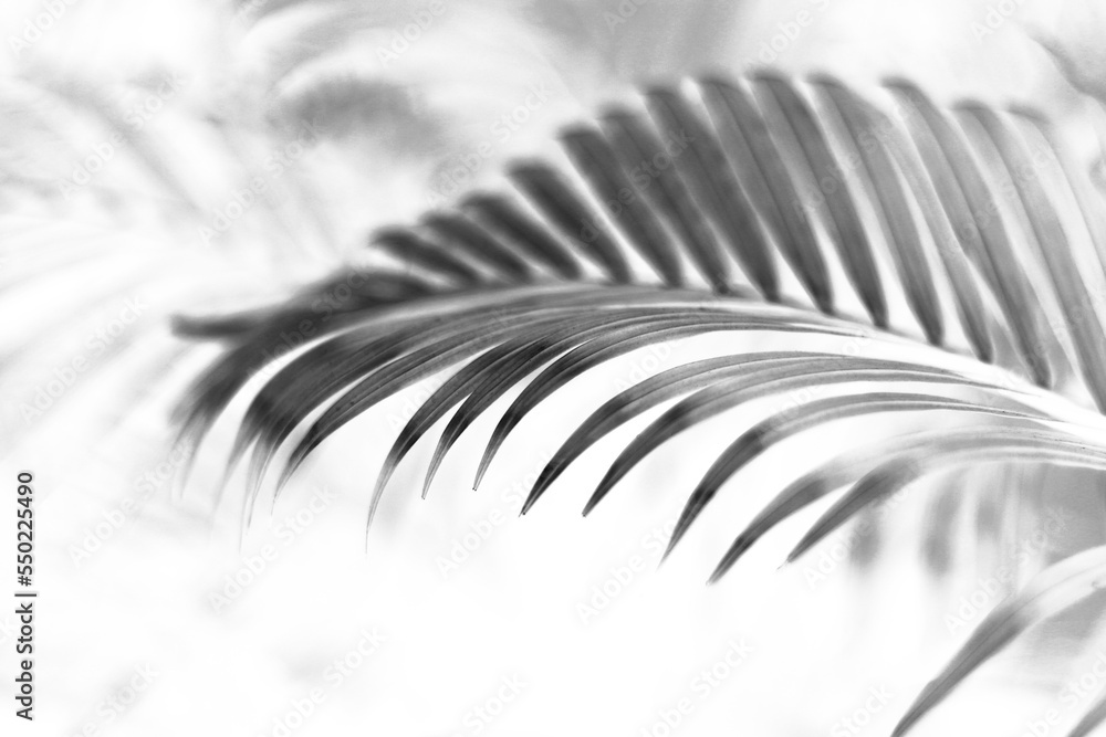 tropical branch black palm leaf with shadow on transparent background ...