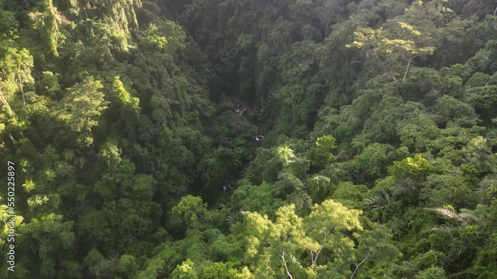 Aerial View of Beautiful Lush Tropical Forest with River in the Philippines. Aerial View of Beautiful Lush Tropical Forest with River in the Philippines.