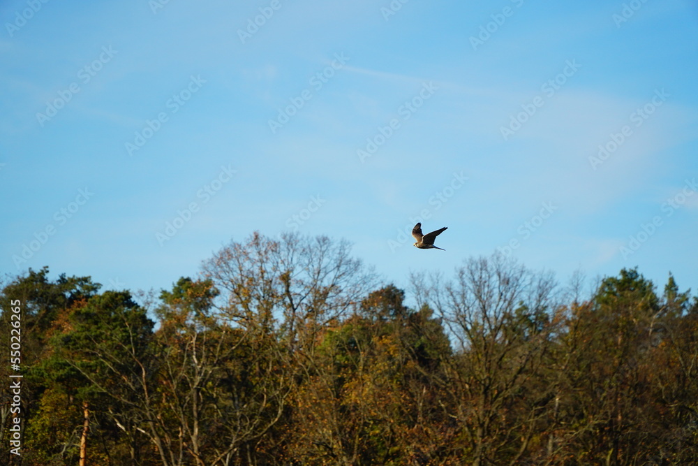 Kestrel flying over the forest on the blue sky background Kestrel flying over the forest on the blue sky background