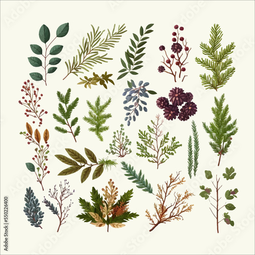Christmas tree, pine and fir, leaf branch, winter holly berry. Fir branches, wreaths, leaf, Christmas decoration isolated on white background