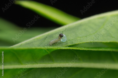 Newly hatched Monarch caterpillar larva eating its egg