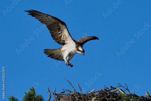Osprey (Pandion haliaetus)